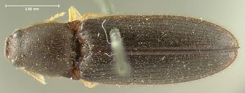 Media type: image;   Entomology 2553 Aspect: habitus dorsal view